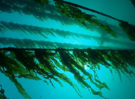 Southern Seagreens native kelp farm at Flinders, Victoria