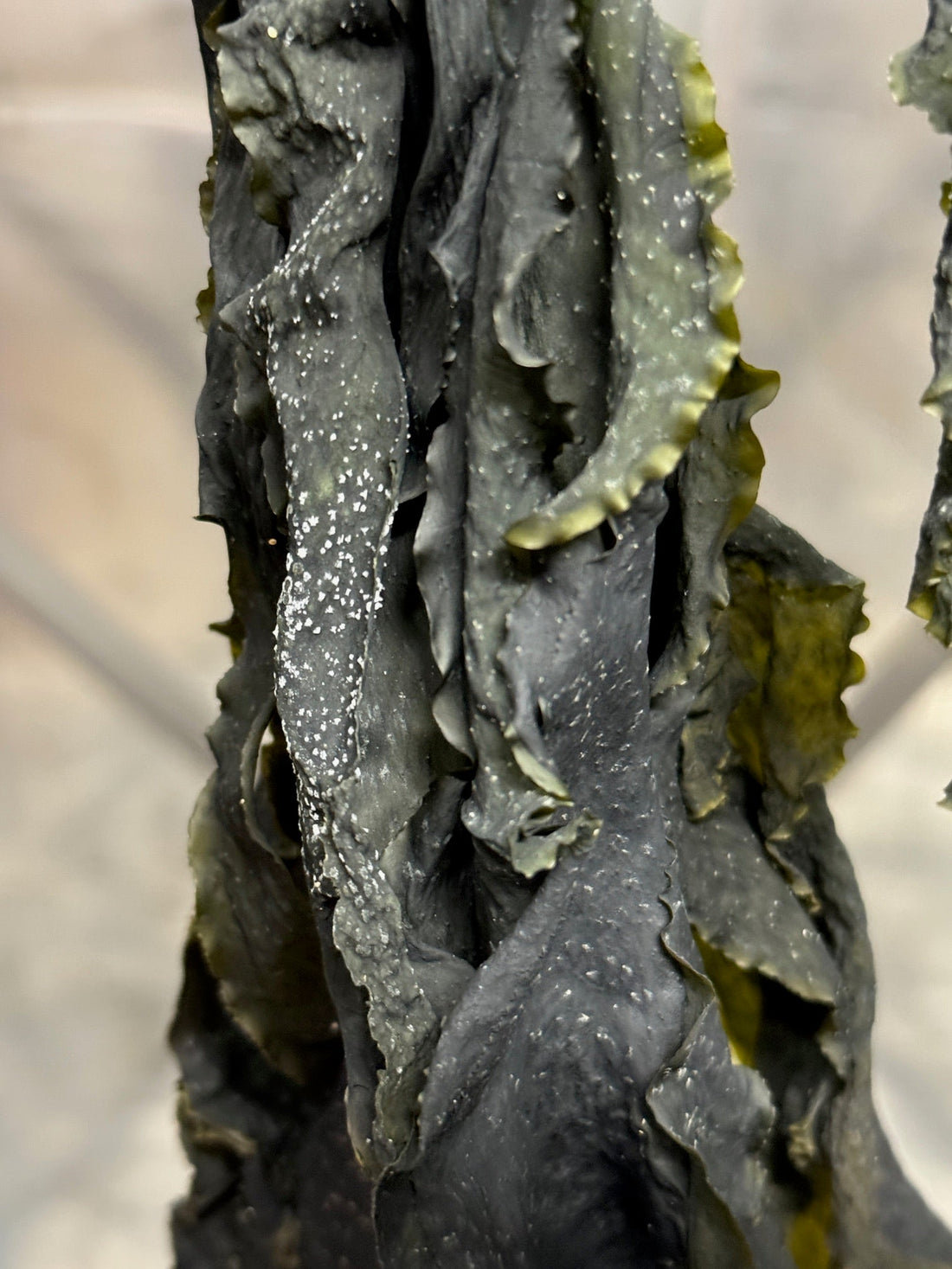 Umami and Australian Kelp