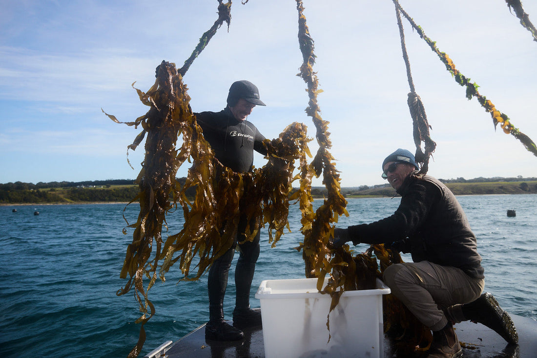 Bert and Cam from Southern Seagreens harvesting native kelp on their seaweed farm at Flinders, Australia